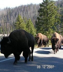 typical 'traffic jam-ers' in Yellowstone