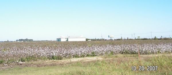 cottonfield in Mississippi