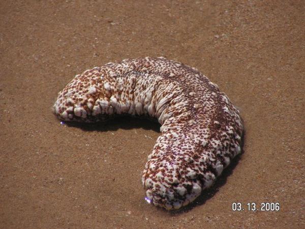 sea slug????