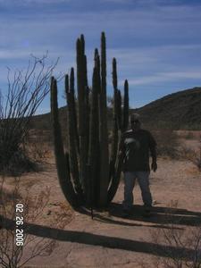 Jim in front of an Organ Pipe Cactus
