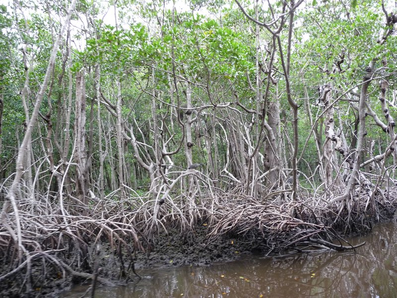 Red Mangrove roots