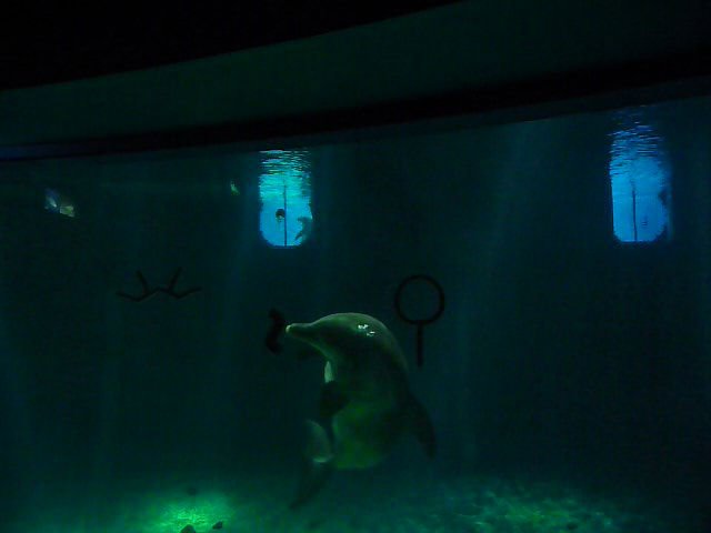 Dolphin doing tricks