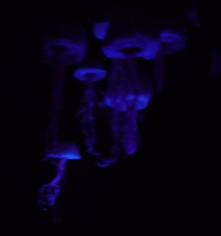 Jellyfish in Nemo Exhibit