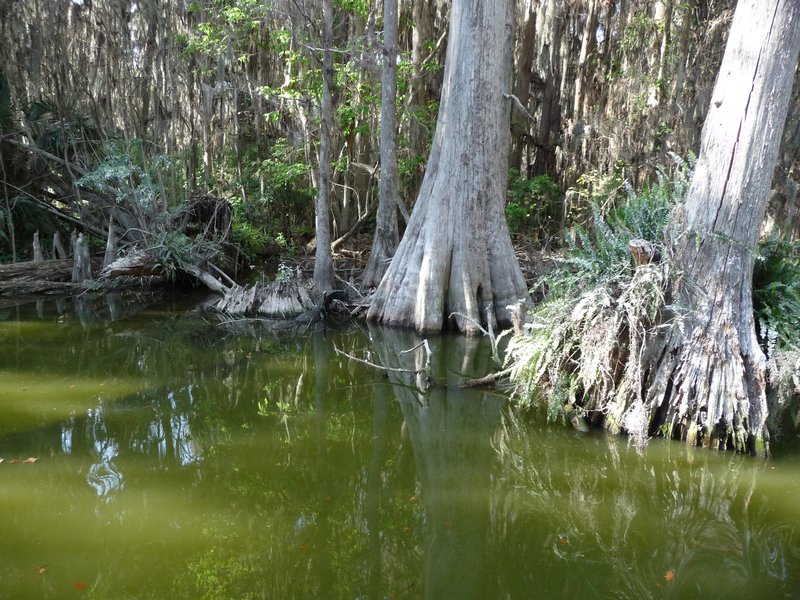 can you see the gator