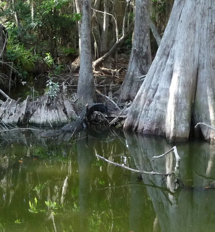 can you see the gator1