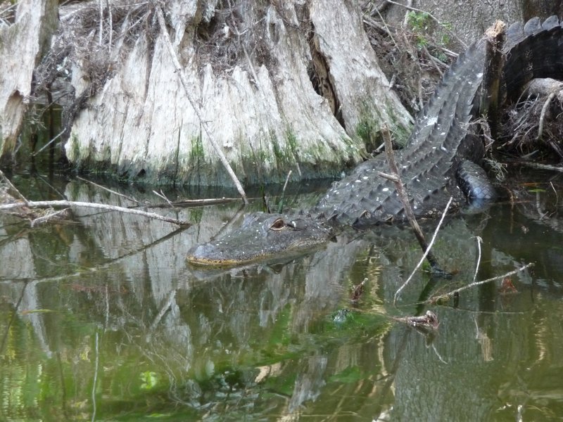 closeup of gator