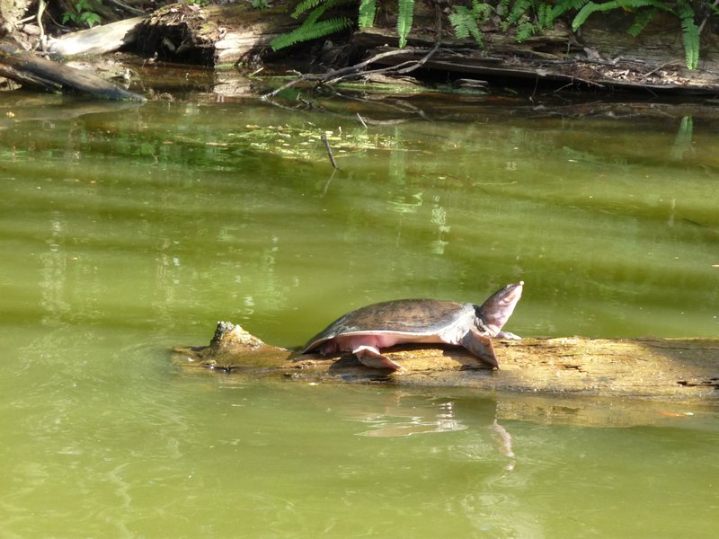 Turtle sunning himself