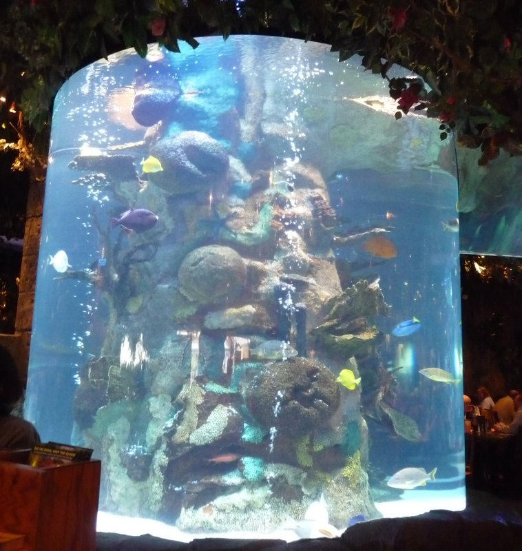 one of many fish tanks inside Rainforest Cafe
