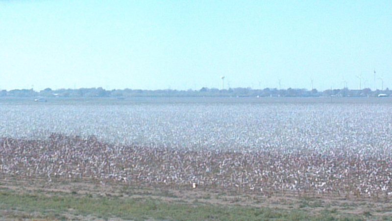 cotton field in Texas