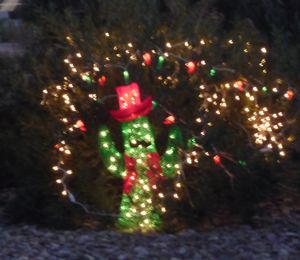 Our neighbor Christmas cactus