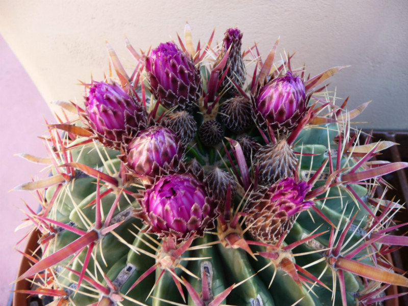 cactus in bud
