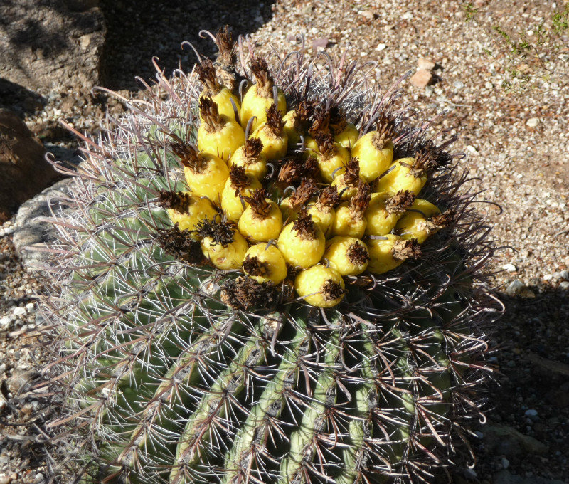 fruits of the cactus