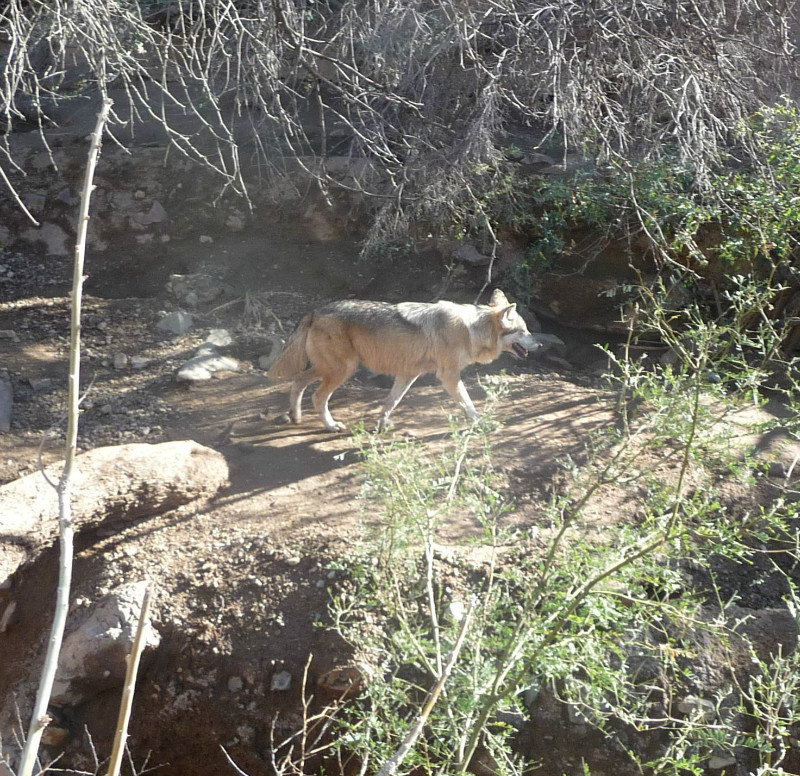 Mexican Wolf 12-19-2012