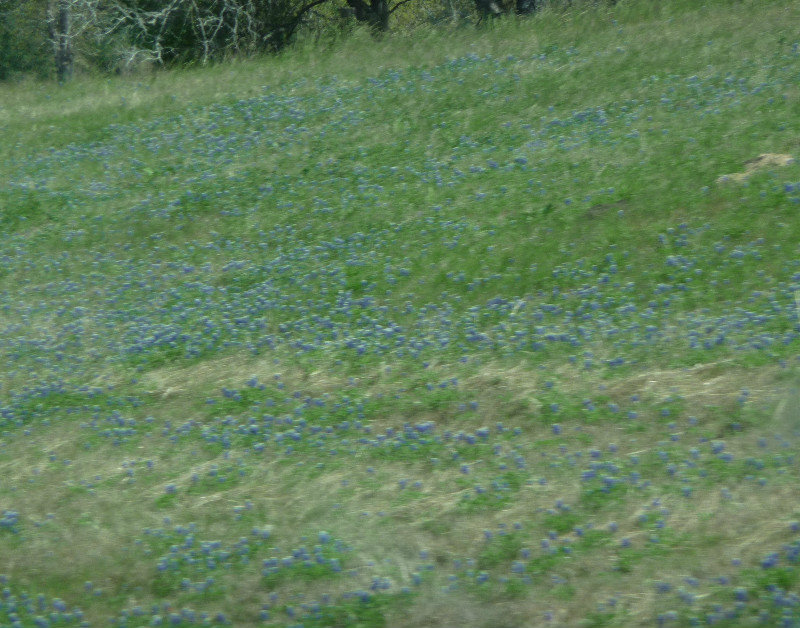 Bluebonnets along I-10 in Texas