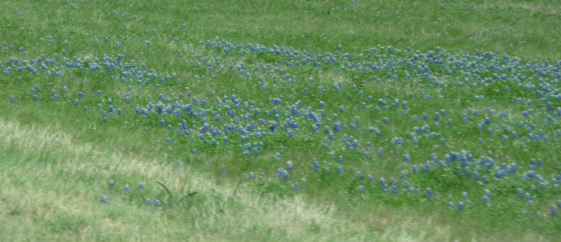 Bluebonnets along I-10 in Texas2