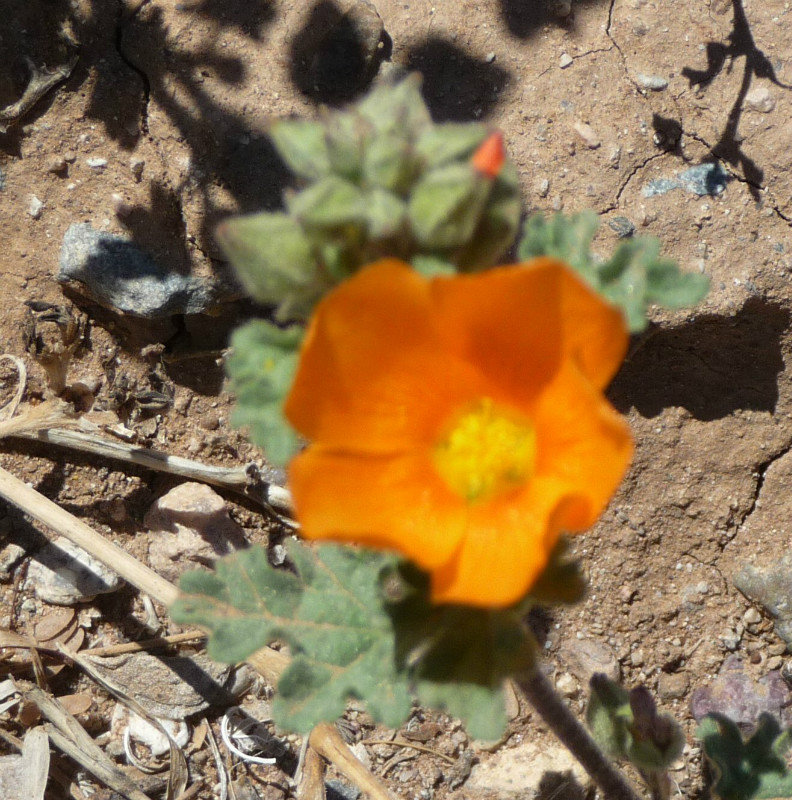 flowers in the desert