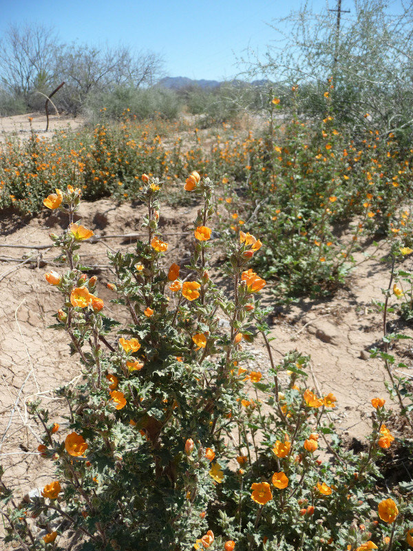 flowers in the desert1