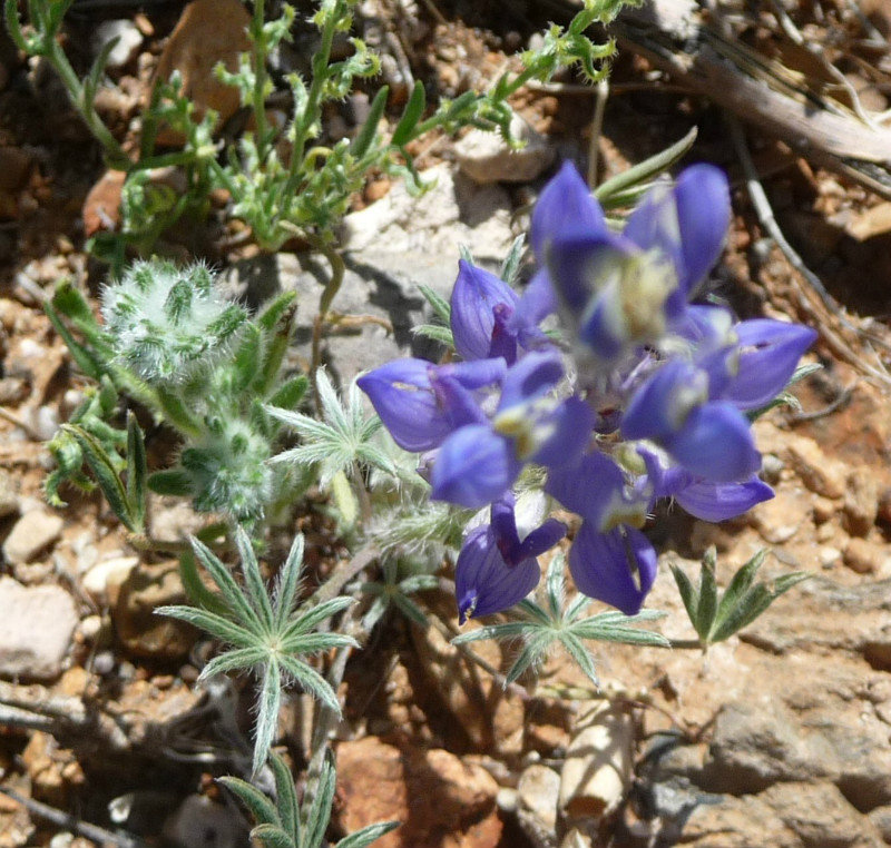 flowers in the desert5