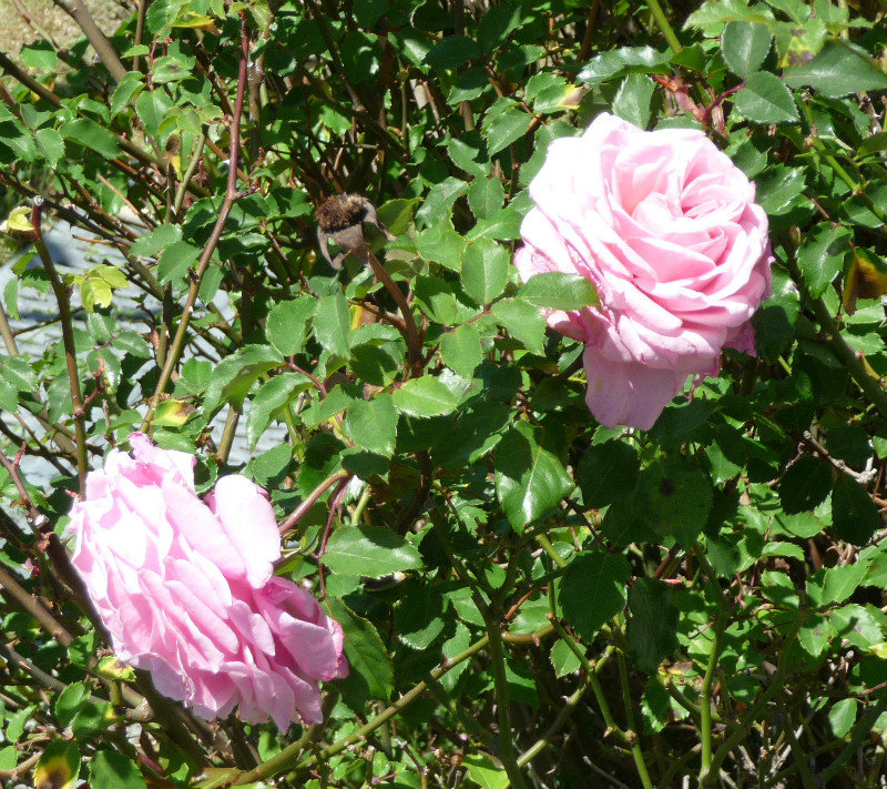 Rountop - pretty pink roses     3-24-2013
