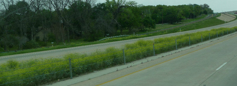 yellow flowers along Texas hwy    