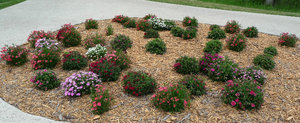 bed of dianthus at Texas stop  