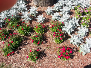 Dianthus outside Hollywood Casino 12-16-2013