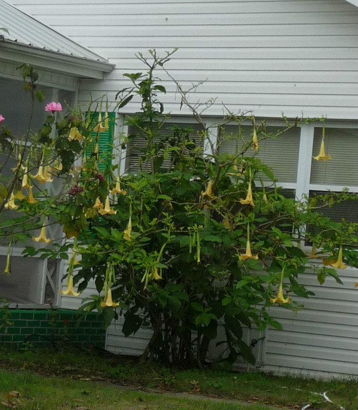 Yellow Datura in Bay St Louis 12-20-13