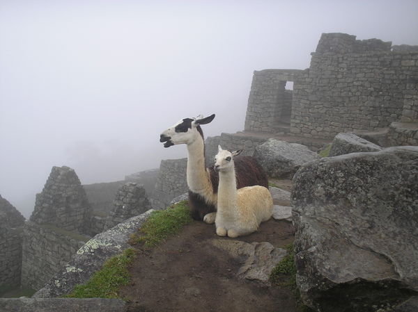 6 am in Machu Picchu 
