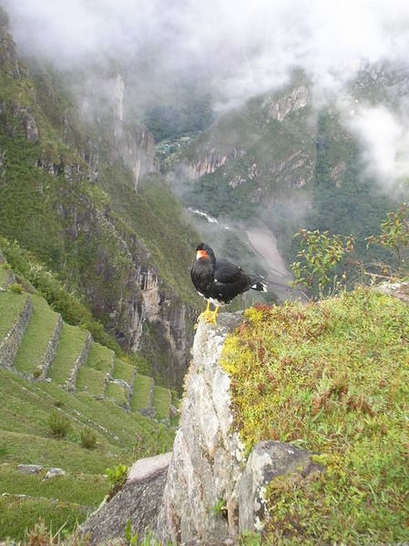 A small falcon on the wall at Machu Picchu