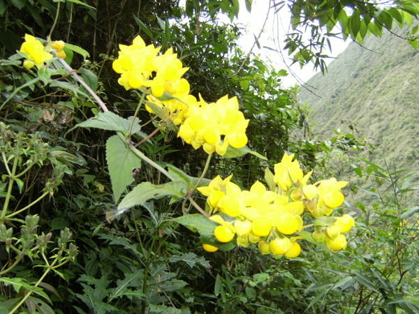 Flowers on the edge of the jungle