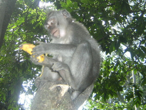 Balinese macquere monkey