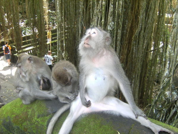 Balinese Maquere Monkeys
