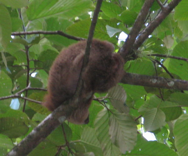 Baby Sloth we Spotted on our ATV Ride