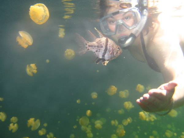 Jellyfish Lake - Palau
