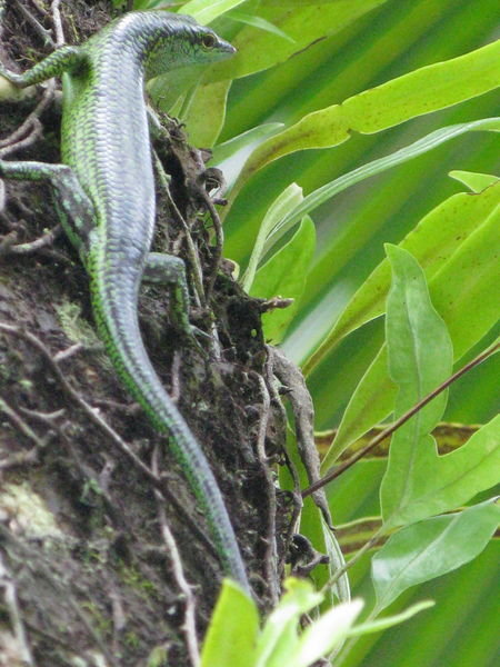 Lizard - Palau