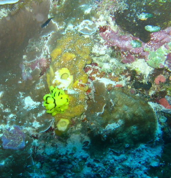 Nudibranch (I Think) Palau