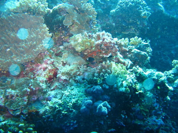 Palau - Coral