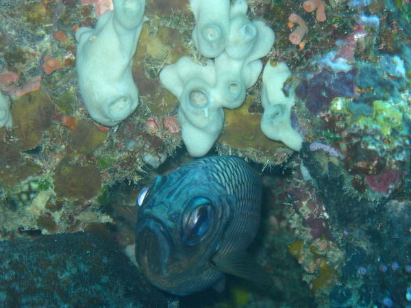Palau - Fish & Coral