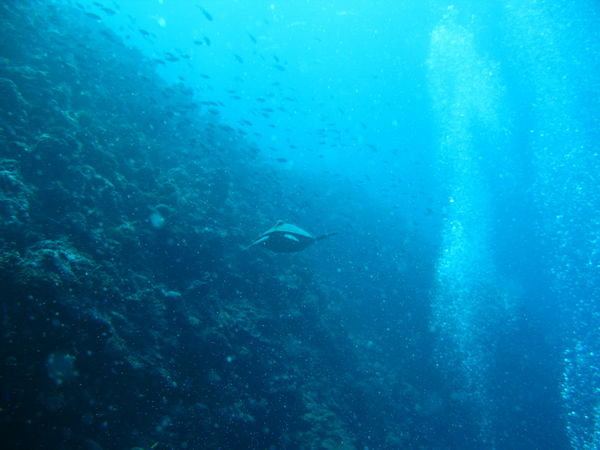 Palau - Turtle at Turtle cove