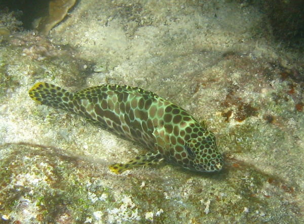 Snorkeling at PPR Palau