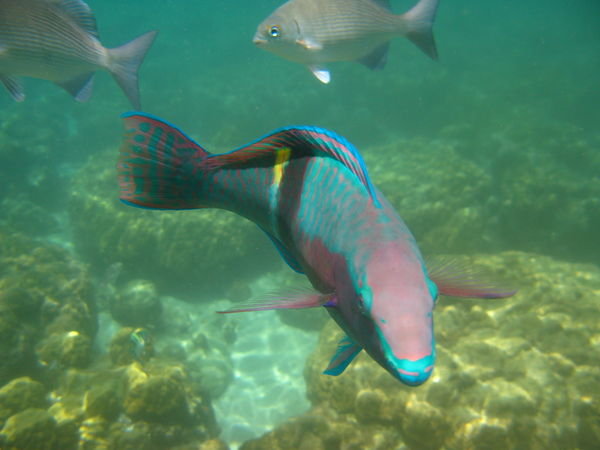 Snorkeling at PPR