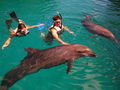 Swimming with the Dolphins