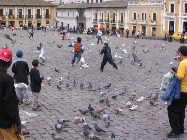 kids playing with pidgeons