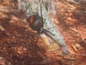 ANOTHER redback! 