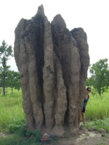 Cathedral Termite Mound!
