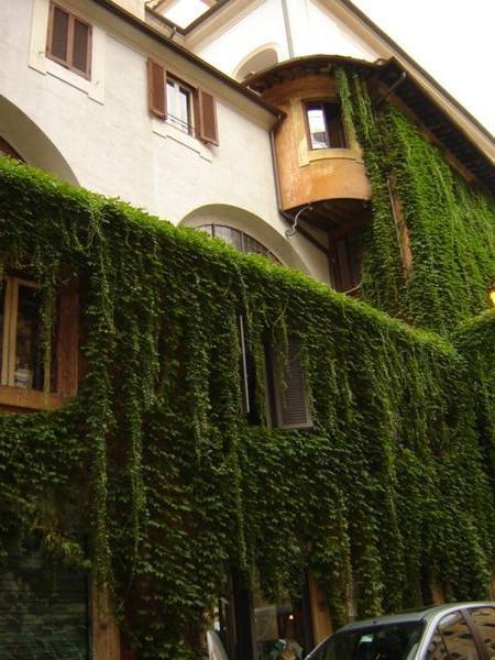 ivy on building