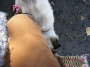 cat rubbing against my leg