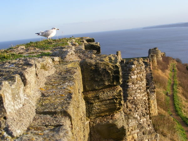 more of the seagull