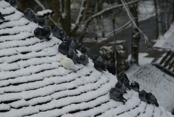 cold pigeons
