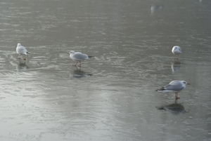 birds on frozen pond